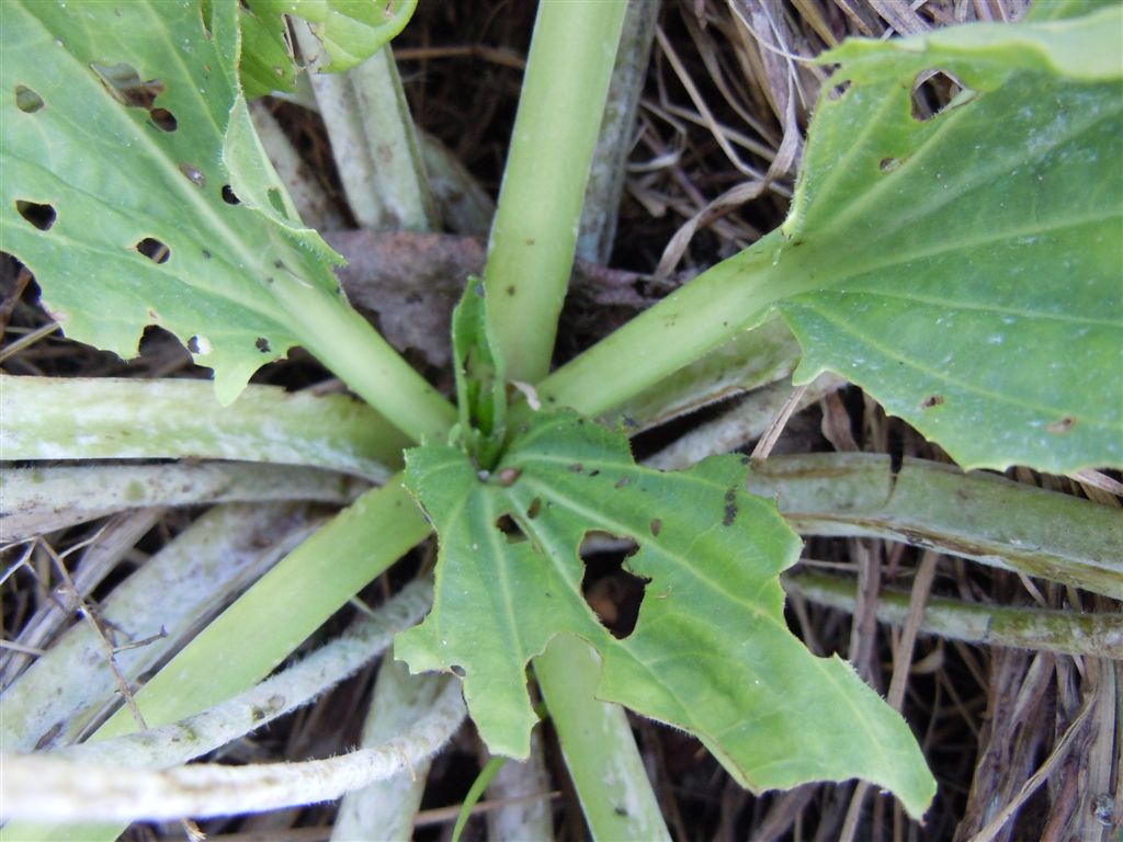 Pianta di lago - Plantago major